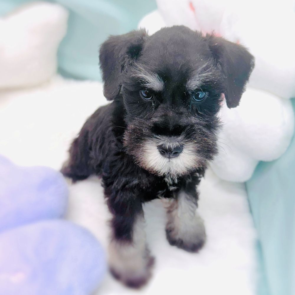 愛知県のミニチュアシュナウザー (犬の家＆猫の里愛知刈谷店/2026年3月1日生まれ/女の子/ブラックシルバー)の子犬の3枚目の画像