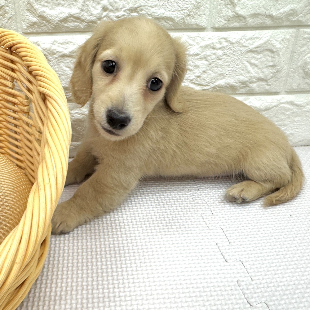 カニンヘンダックスフンド男の子の写真