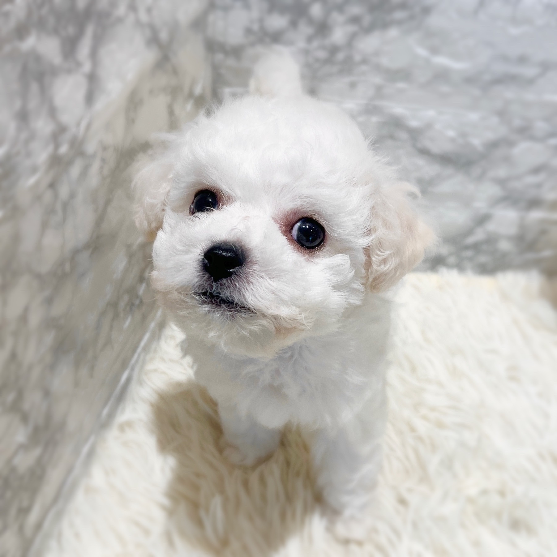 愛知県のビションフリーゼ (犬の家＆猫の里MiO香久山店/2026年3月1日生まれ/男の子/ホワイト)の子犬の3枚目の画像