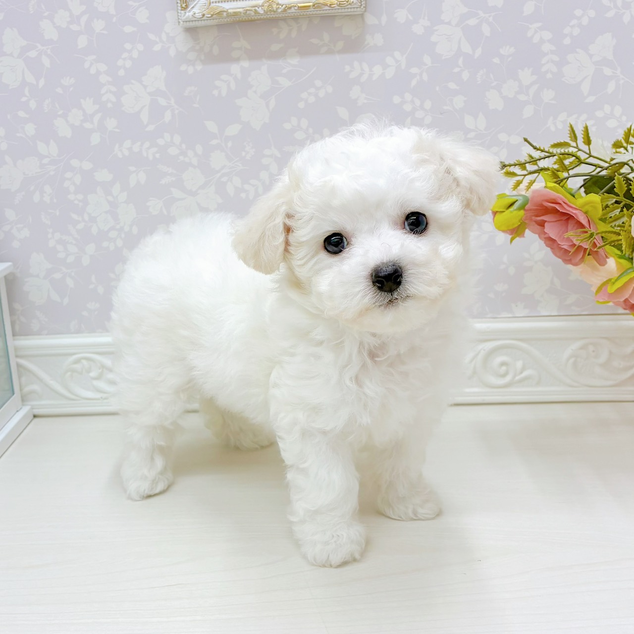富山県のビションフリーゼ (犬の家＆猫の里アミーゴ山室店/2026年3月1日生まれ/女の子/ホワイト)の子犬の3枚目の画像