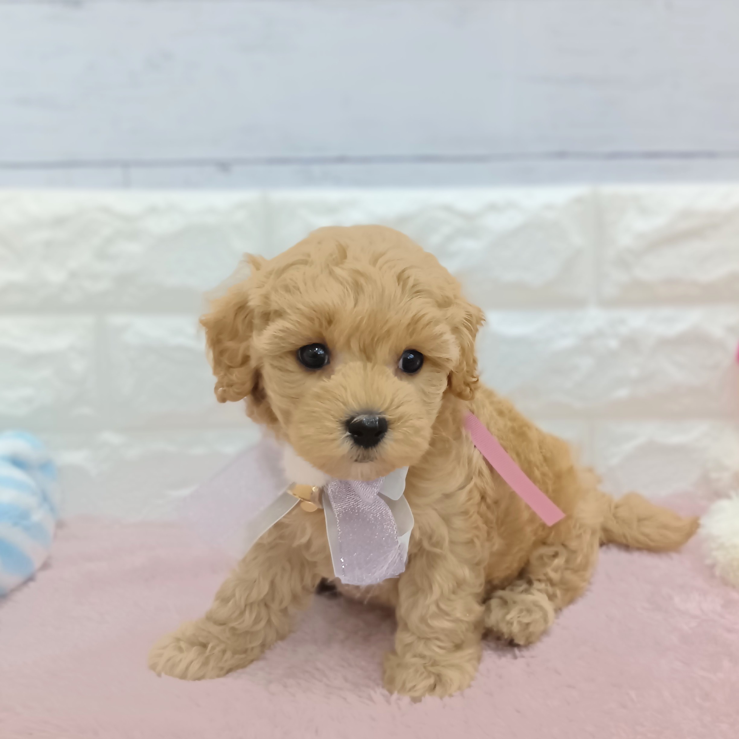 静岡県のマルプー(マルチーズ×プードル) (犬の家＆猫の里アミーゴ浜松和田店/2026年3月1日生まれ/女の子/アプリコット)の子犬の3枚目の画像