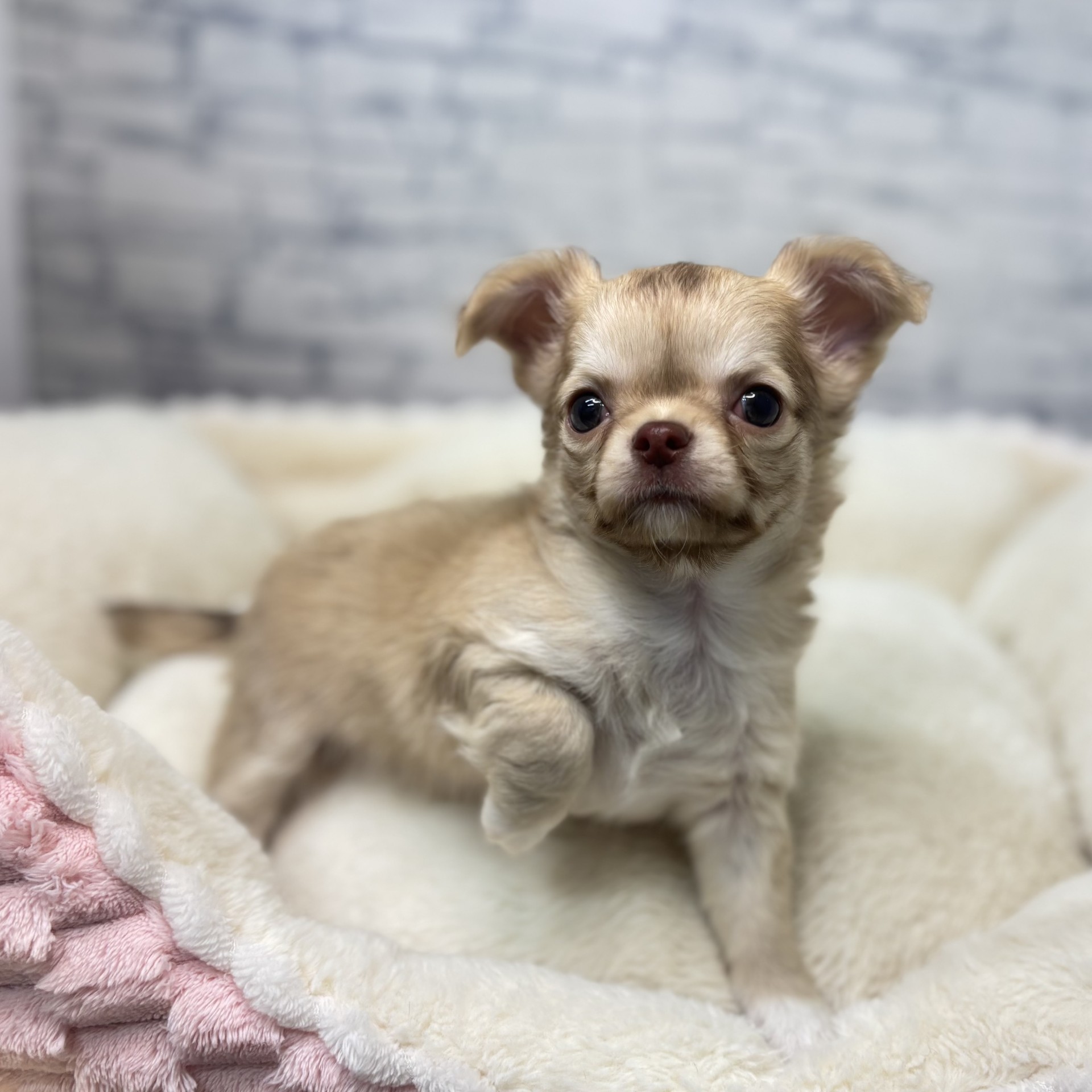 長野県のチワワ(ロング) (犬の家＆猫の里長野店/2026年2月26日生まれ/男の子/フォーン)の子犬の3枚目の画像