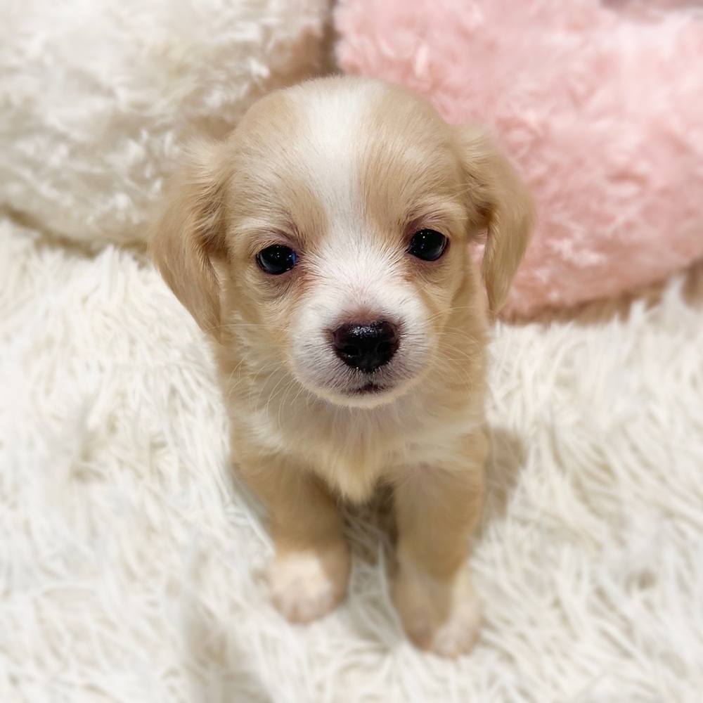愛知県のチワックス(チワワ×ダックス) (犬の家＆猫の里MiO香久山店/2026年3月3日生まれ/女の子/クリームホワイト)の子犬の3枚目の画像