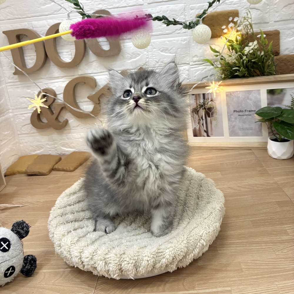 千葉県のサイベリアン (犬の家＆猫の里ワンズモール稲毛店/2026年3月2日生まれ/男の子/シルバータビー)の子猫の3枚目の画像