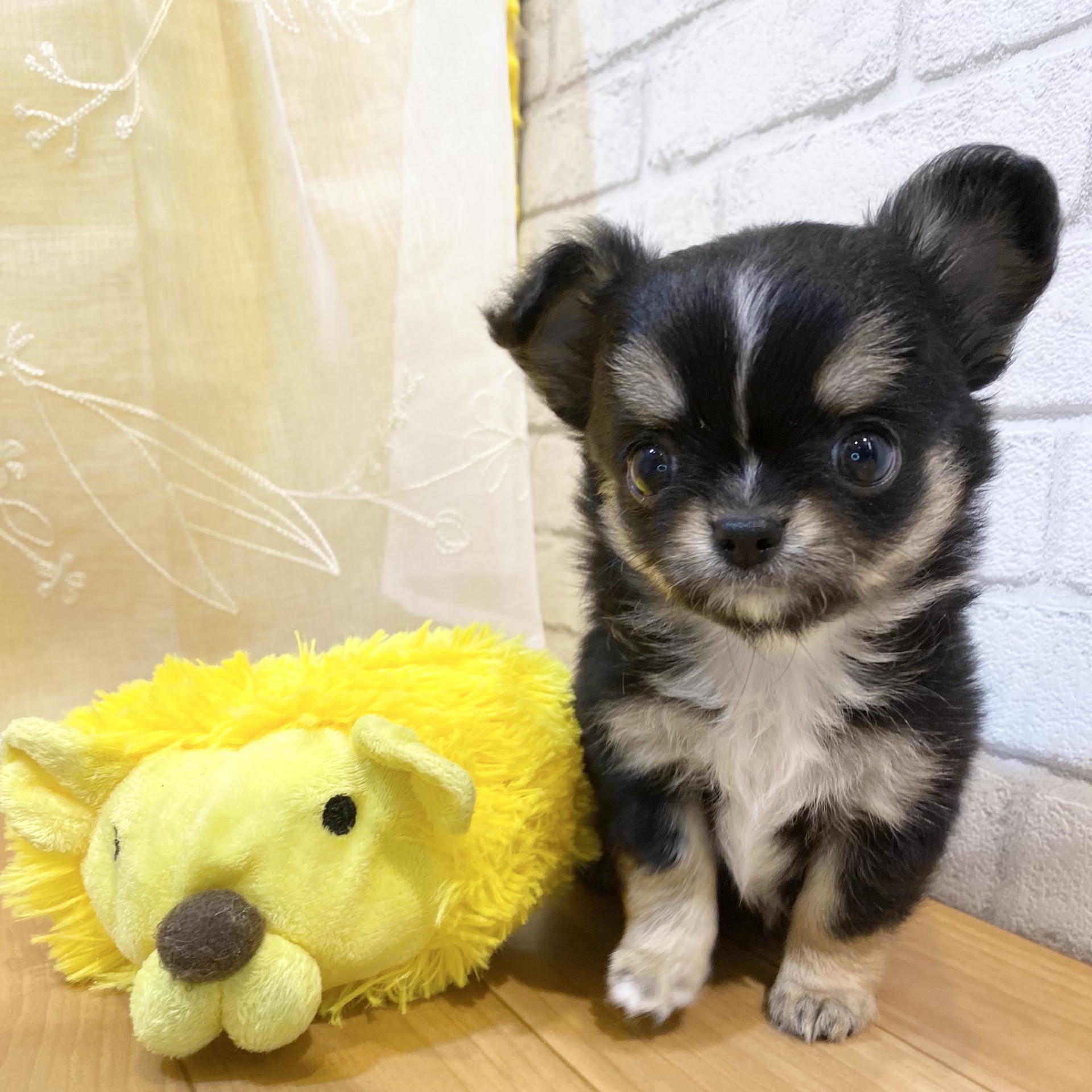 長野県のチワワ(ロング) (犬の家＆猫の里カインズ梓川店/2026年3月2日生まれ/女の子/トライカラー)の子犬の3枚目の画像