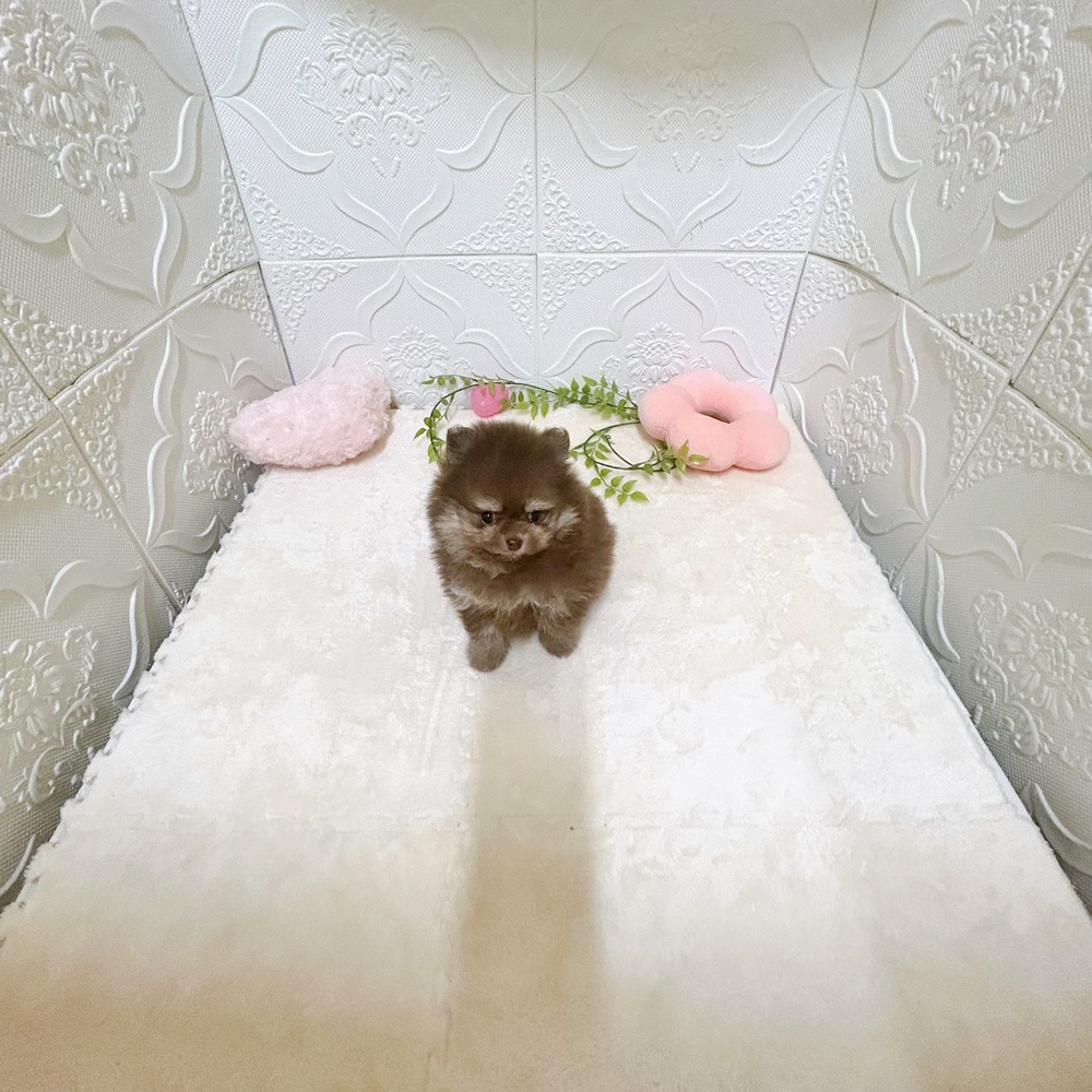 愛知県のポメラニアン (犬の家＆猫の里岡崎店/2026年3月1日生まれ/男の子/チョコレートタン)の子犬の3枚目の画像