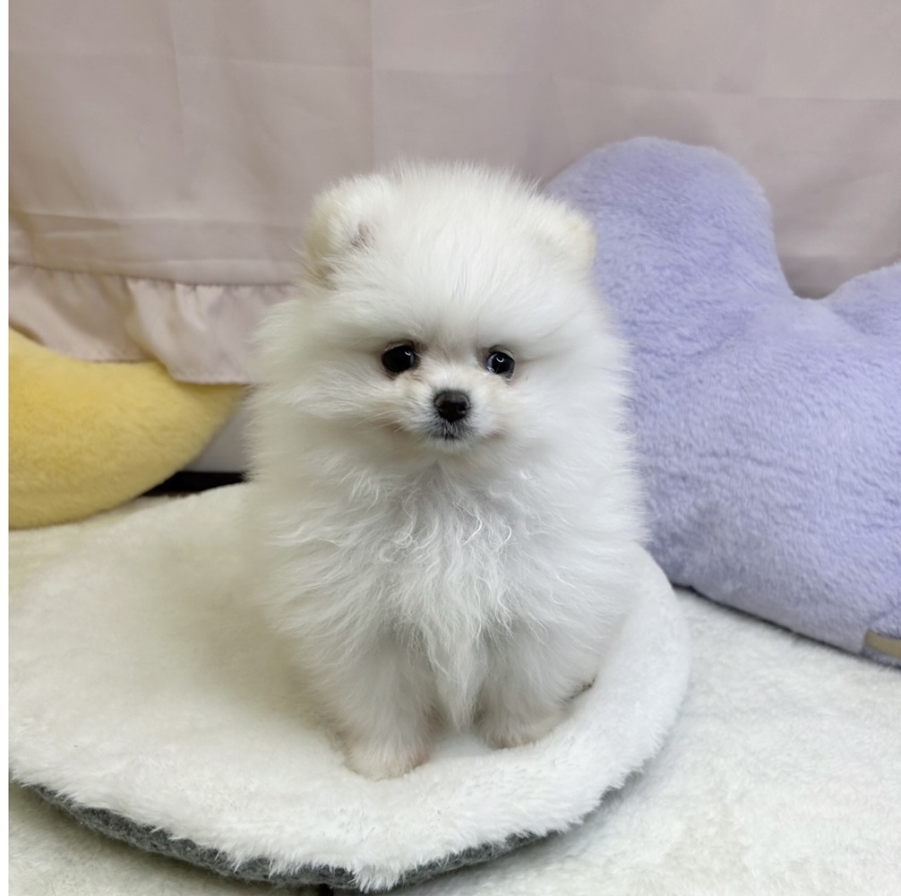 静岡県のポメラニアン (犬の家＆猫の里マークイズ静岡店/2026年3月2日生まれ/女の子/クリーム)の子犬の3枚目の画像