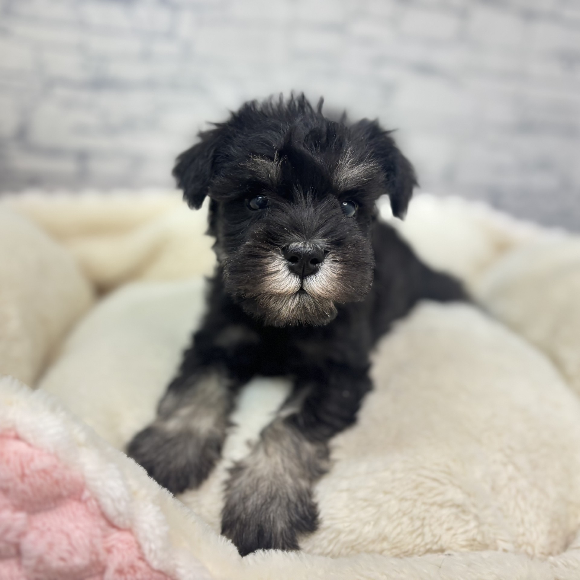 長野県のミニチュアシュナウザー (犬の家＆猫の里長野店/2026年2月28日生まれ/男の子/ブラックシルバー)の子犬の1枚目の画像