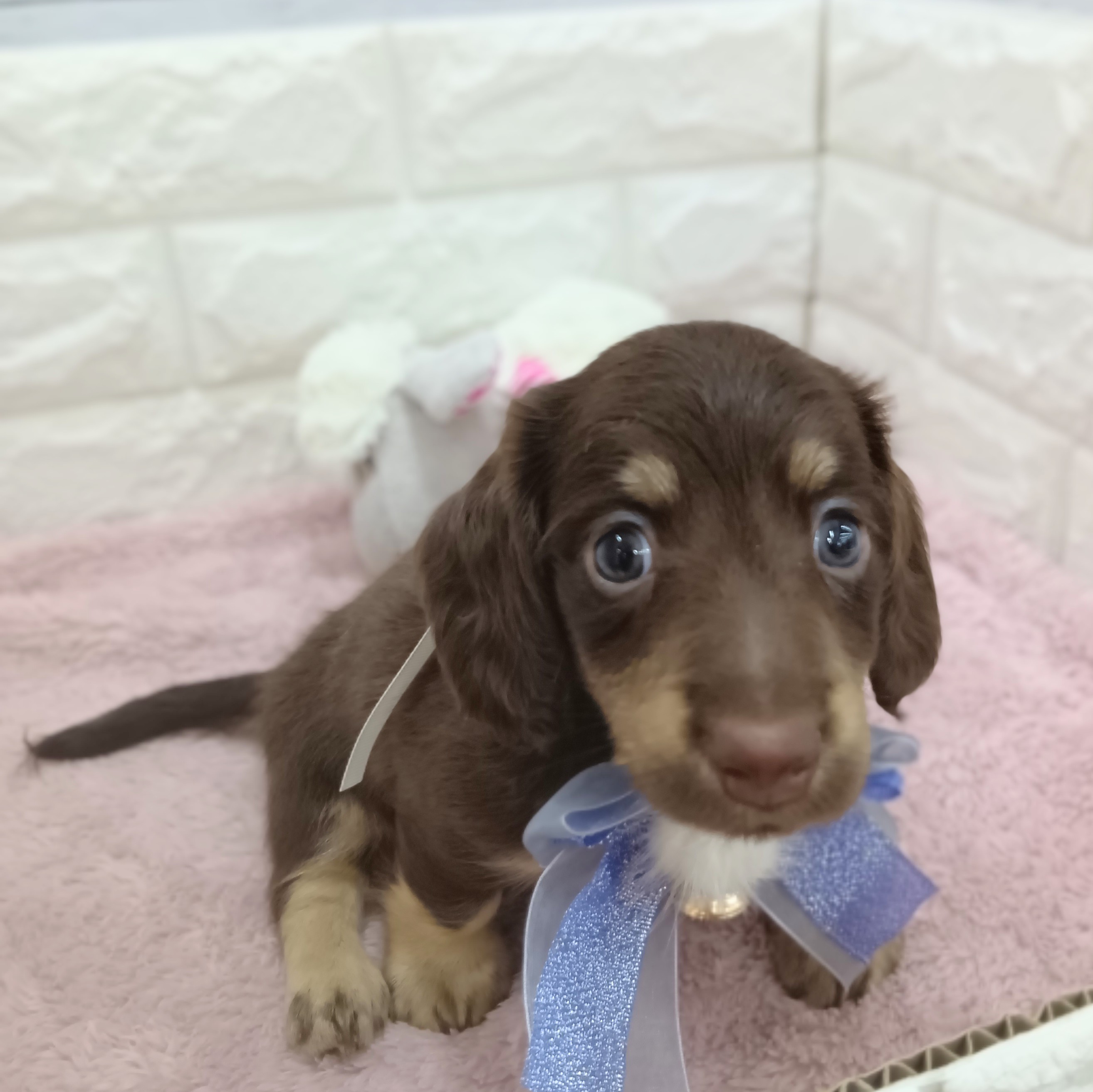 静岡県のミニチュアダックスフンド(ロング) (犬の家＆猫の里アミーゴ浜松和田店/2026年2月27日生まれ/男の子/チョコレートタン)の子犬の3枚目の画像