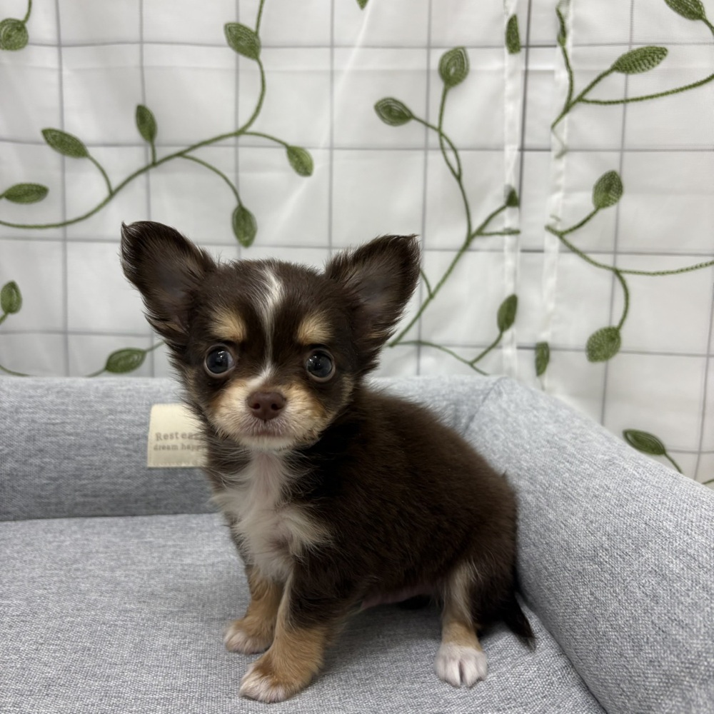 長野県のチワワ(ロング) (犬の家＆猫の里塩尻店/2026年3月3日生まれ/男の子/チョコレートタンホワイト)の子犬の3枚目の画像