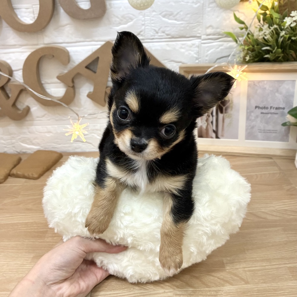 千葉県のチワワ(ロング) (犬の家＆猫の里ワンズモール稲毛店/2026年3月3日生まれ/女の子/ブラックタンホワイト)の子犬の3枚目の画像