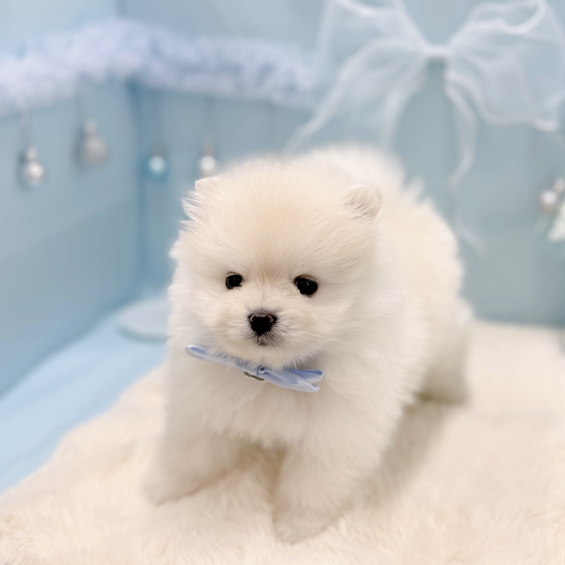 福井県のポメラニアン (犬の家＆猫の里アミーゴ福井大和田店/2026年3月1日生まれ/男の子/クリーム)の子犬の3枚目の画像