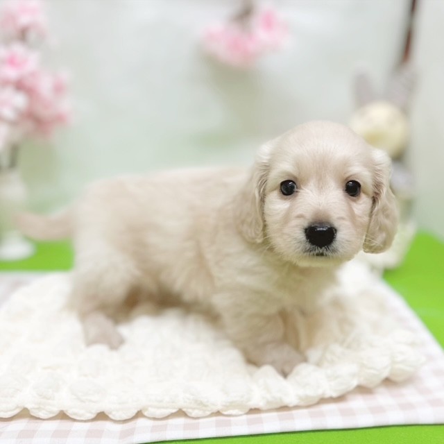 静岡県のミニチュアダックスフンド(ロング) (犬の家＆猫の里藤枝店/2026年3月1日生まれ/男の子/イエロー)の子犬の3枚目の画像