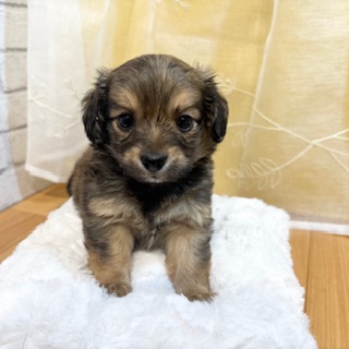 長野県のチワックス(チワワ×ダックス) (犬の家＆猫の里カインズ梓川店/2026年3月2日生まれ/男の子/レッド)の子犬の3枚目の画像