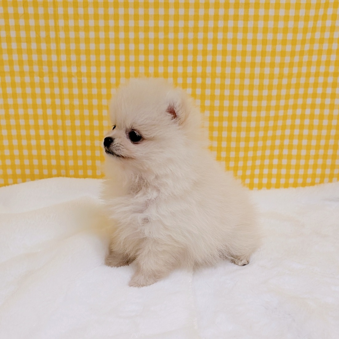 愛知県のポメラニアン (犬の家＆猫の里一宮店/2026年3月2日生まれ/女の子/クリーム)の子犬の3枚目の画像