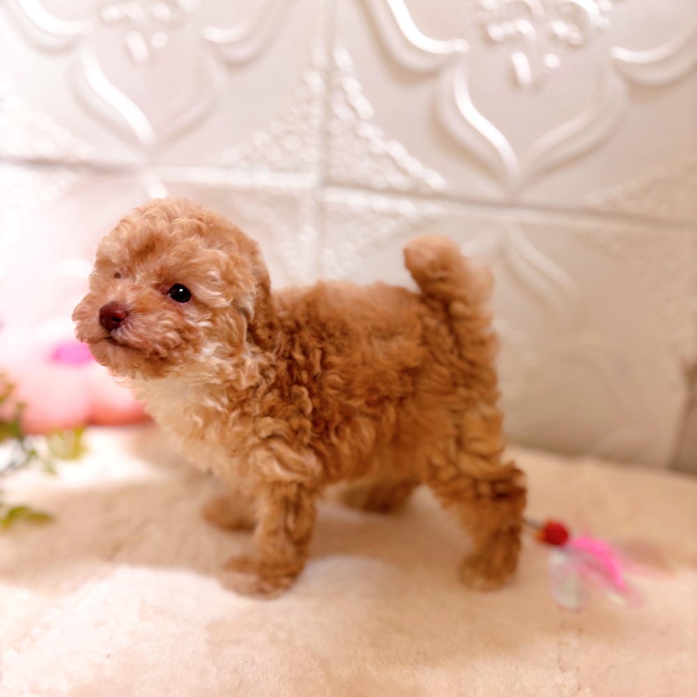 愛知県のトイプードル(トイ) (犬の家＆猫の里岡崎店/2026年3月1日生まれ/女の子/アプリコット)の子犬の3枚目の画像