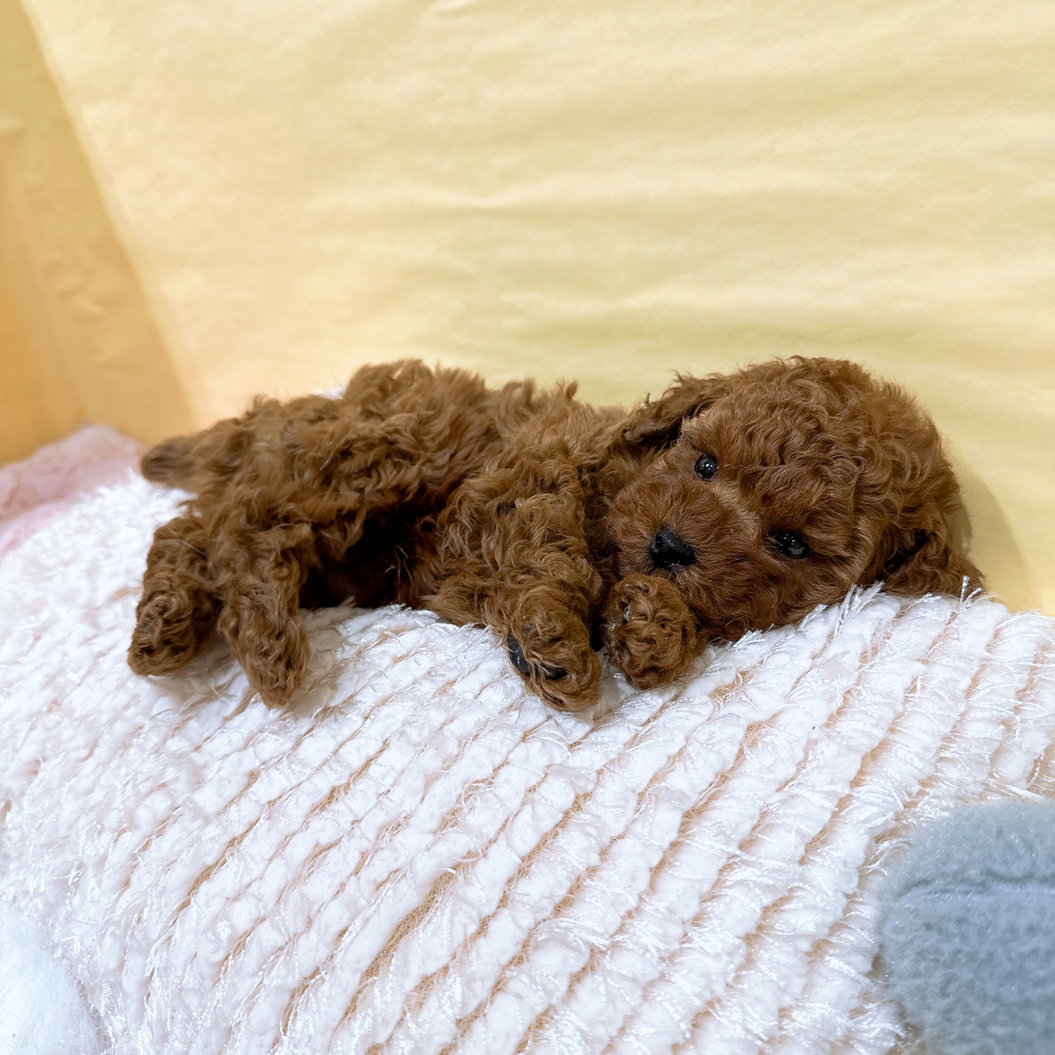 神奈川県のトイプードル(トイ) (犬の家＆猫の里元住吉ブレーメン通り店/2026年3月1日生まれ/男の子/レッド)の子犬の3枚目の画像