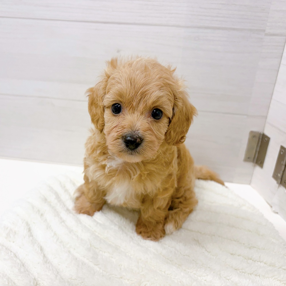石川県のダップー(ダックス×プードル) (犬の家＆猫の里アミーゴ金沢おこばた店/2026年3月3日生まれ/男の子/レッド)の子犬の3枚目の画像
