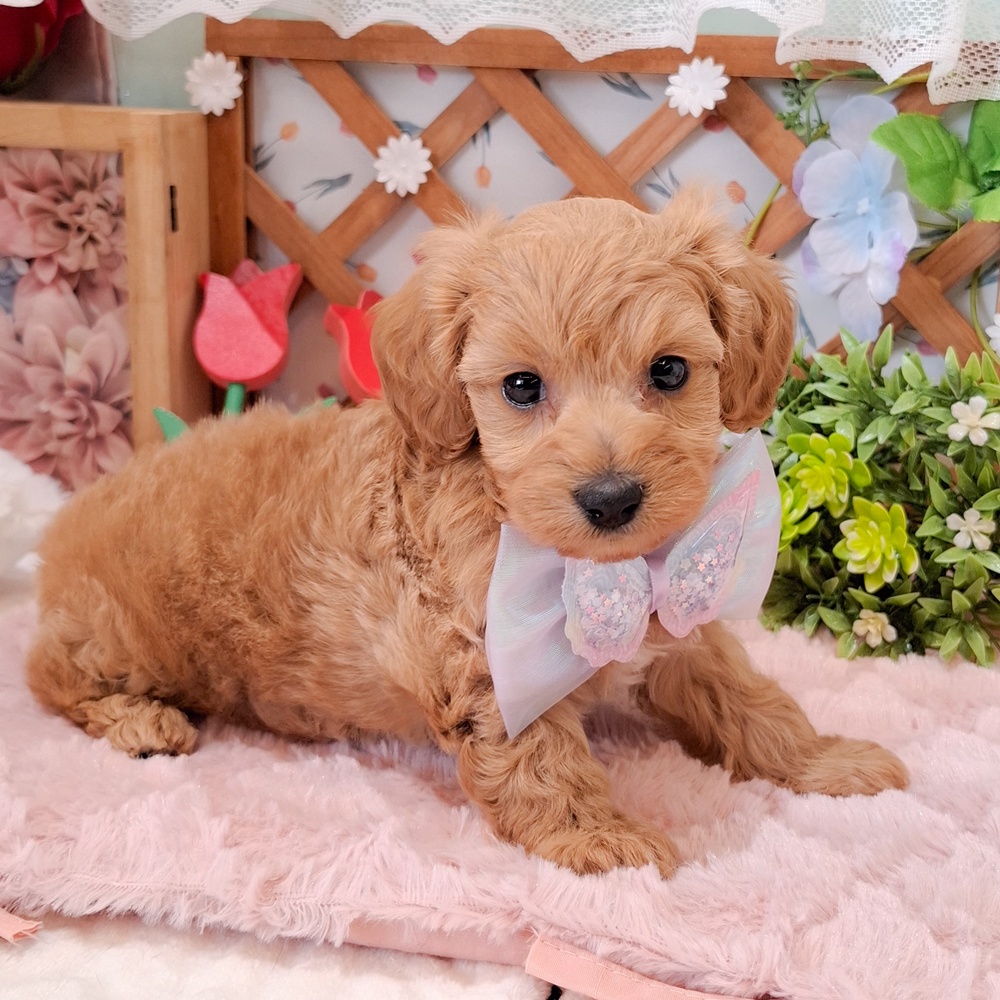 静岡県のダップー(ダックス×プードル) (犬の家＆猫の里富士店/2026年3月3日生まれ/男の子/レッド)の子犬の3枚目の画像