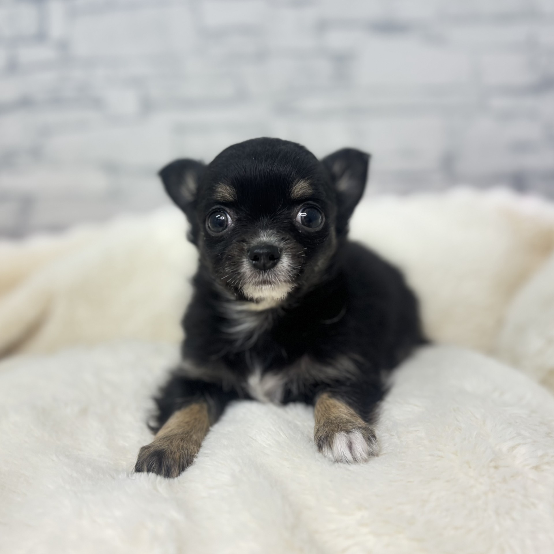 長野県のチワワ(ロング) (犬の家＆猫の里長野店/2026年3月1日生まれ/女の子/ブラックタンホワイト)の子犬の3枚目の画像