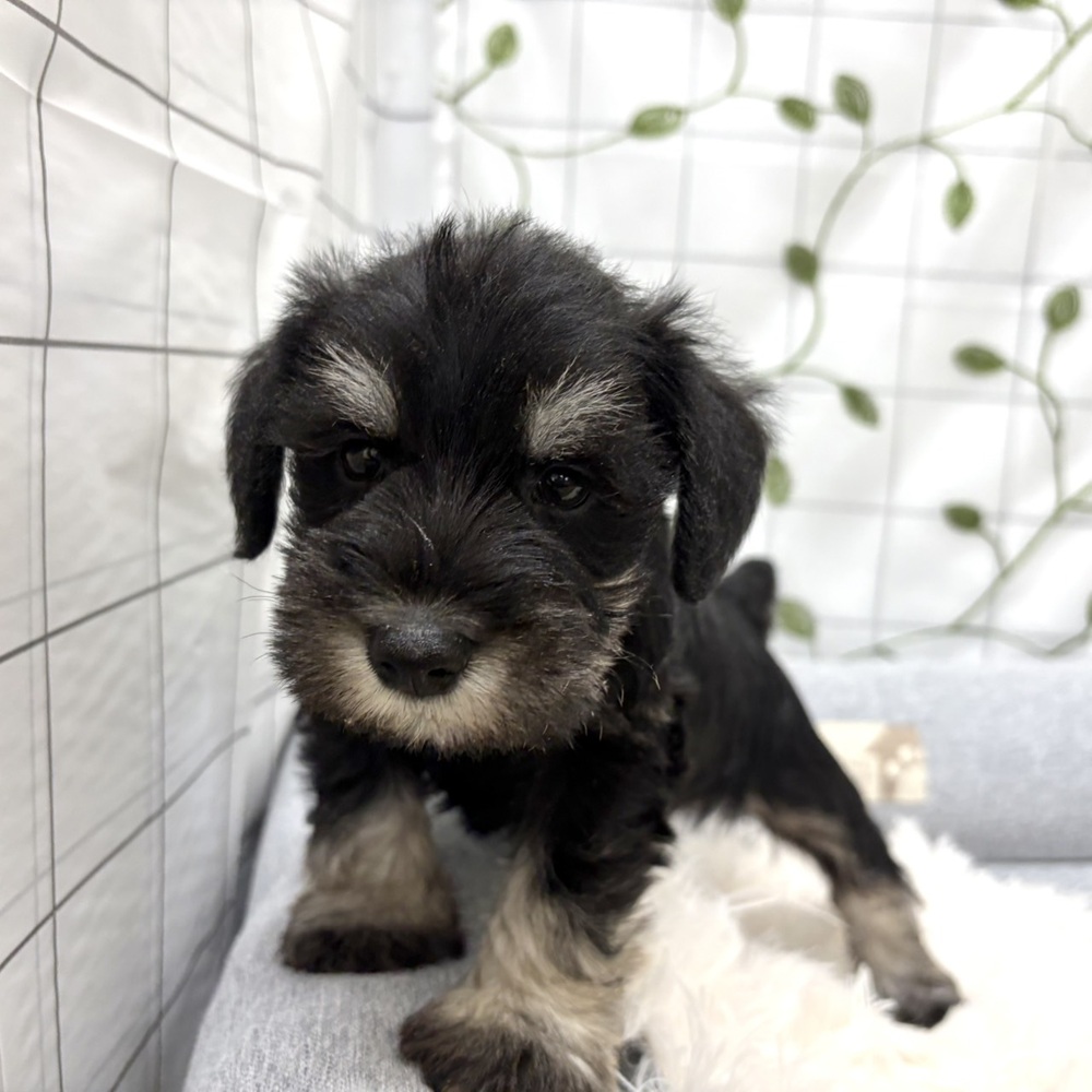 長野県のミニチュアシュナウザー (犬の家＆猫の里塩尻店/2026年3月1日生まれ/男の子/ブラックシルバー)の子犬の3枚目の画像