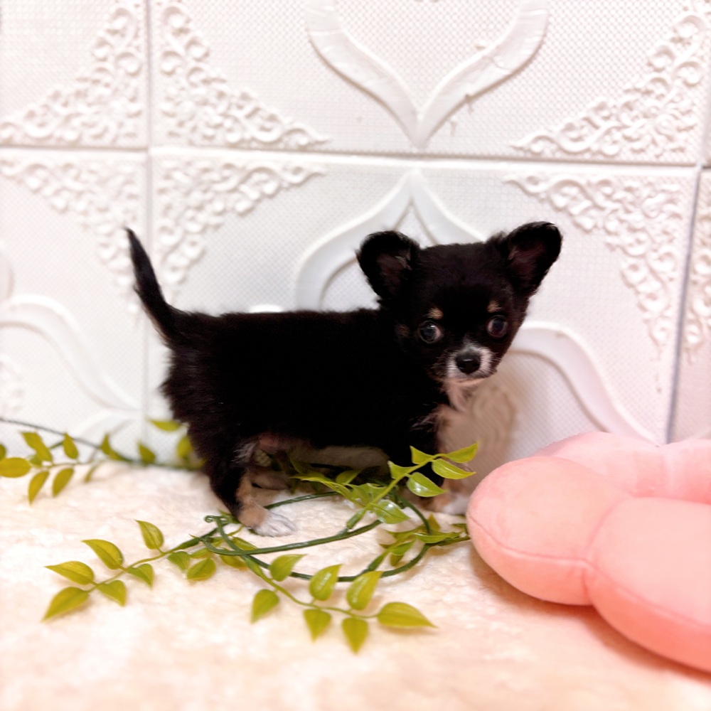 愛知県のチワワ(ロング) (犬の家＆猫の里岡崎店/2026年3月1日生まれ/男の子/ブラックタンホワイト)の子犬の3枚目の画像