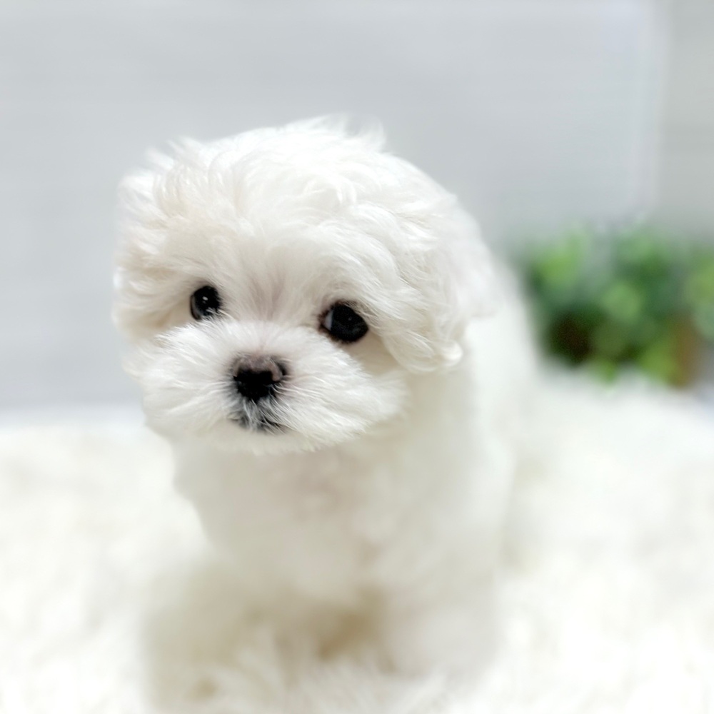 愛知県のマルチーズ (犬の家＆猫の里豊田店/2026年3月3日生まれ/女の子/ホワイト)の子犬の3枚目の画像