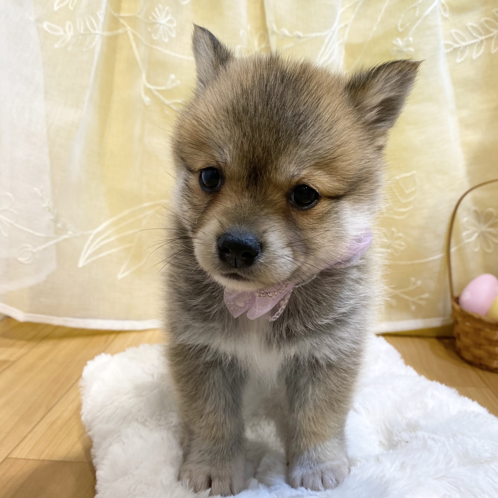 長野県のポメ柴/豆ポメ/ポメ豆柴(ポメラニアン×柴犬) (犬の家＆猫の里カインズ梓川店/2026年3月2日生まれ/女の子/赤)の子犬の3枚目の画像