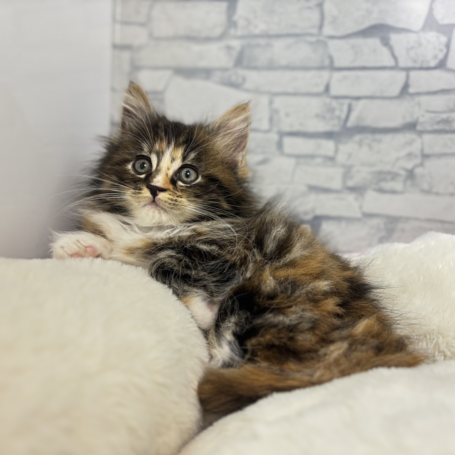 長野県のノルウェージャンフォレストキャット (犬の家＆猫の里長野店/2026年3月2日生まれ/女の子/ブラウンパッチドタビーホワイト)の子猫の3枚目の画像