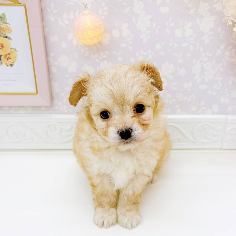 ハーフ犬男の子の写真