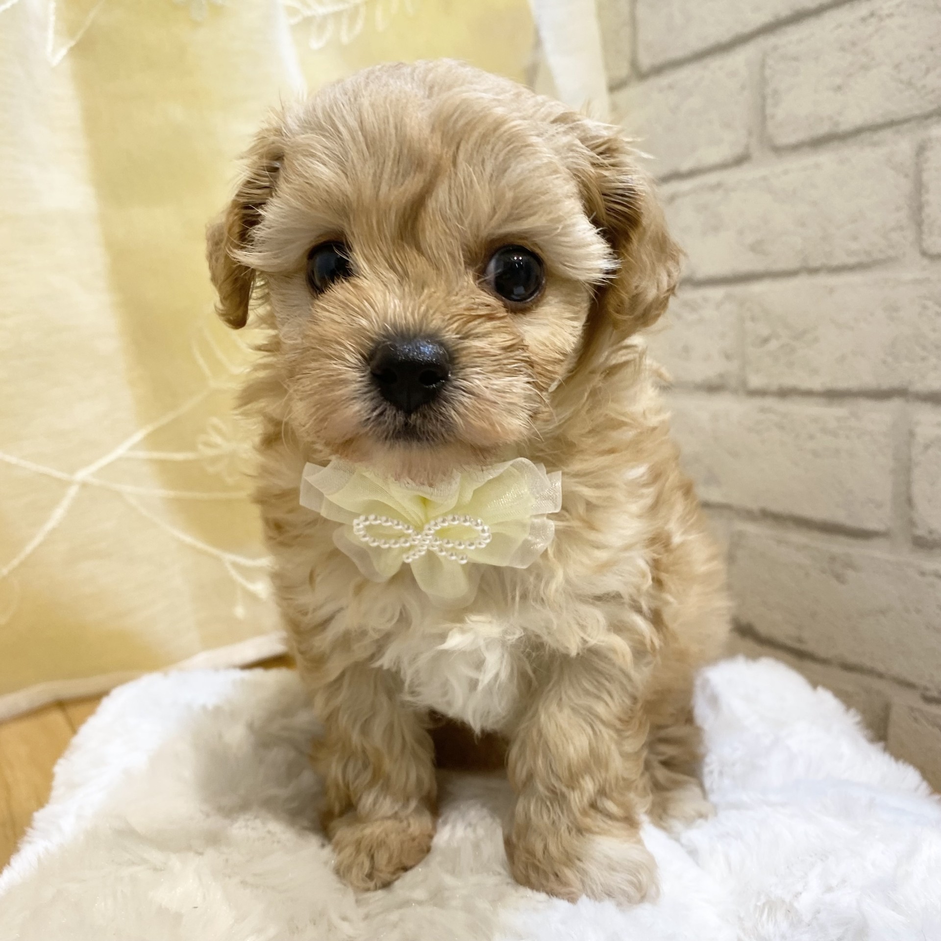 長野県のチワプー/プーチー(チワワ×プードル) (犬の家＆猫の里カインズ梓川店/2026年3月1日生まれ/女の子/クリーム)の子犬の3枚目の画像