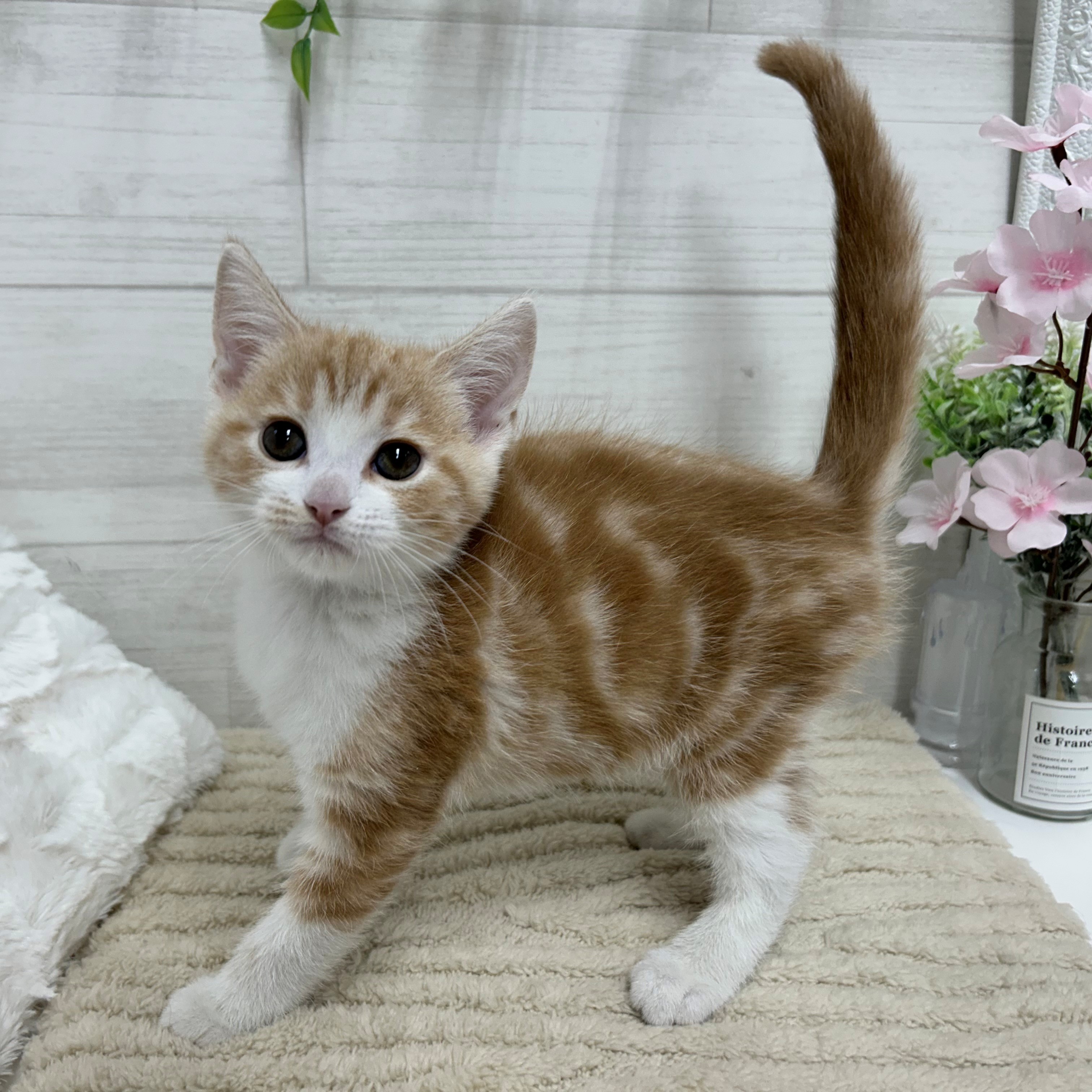 神奈川県のマンチカン (犬の家＆猫の里相模原店/2026年2月25日生まれ/男の子/クリームタビーホワイト)の子猫の3枚目の画像