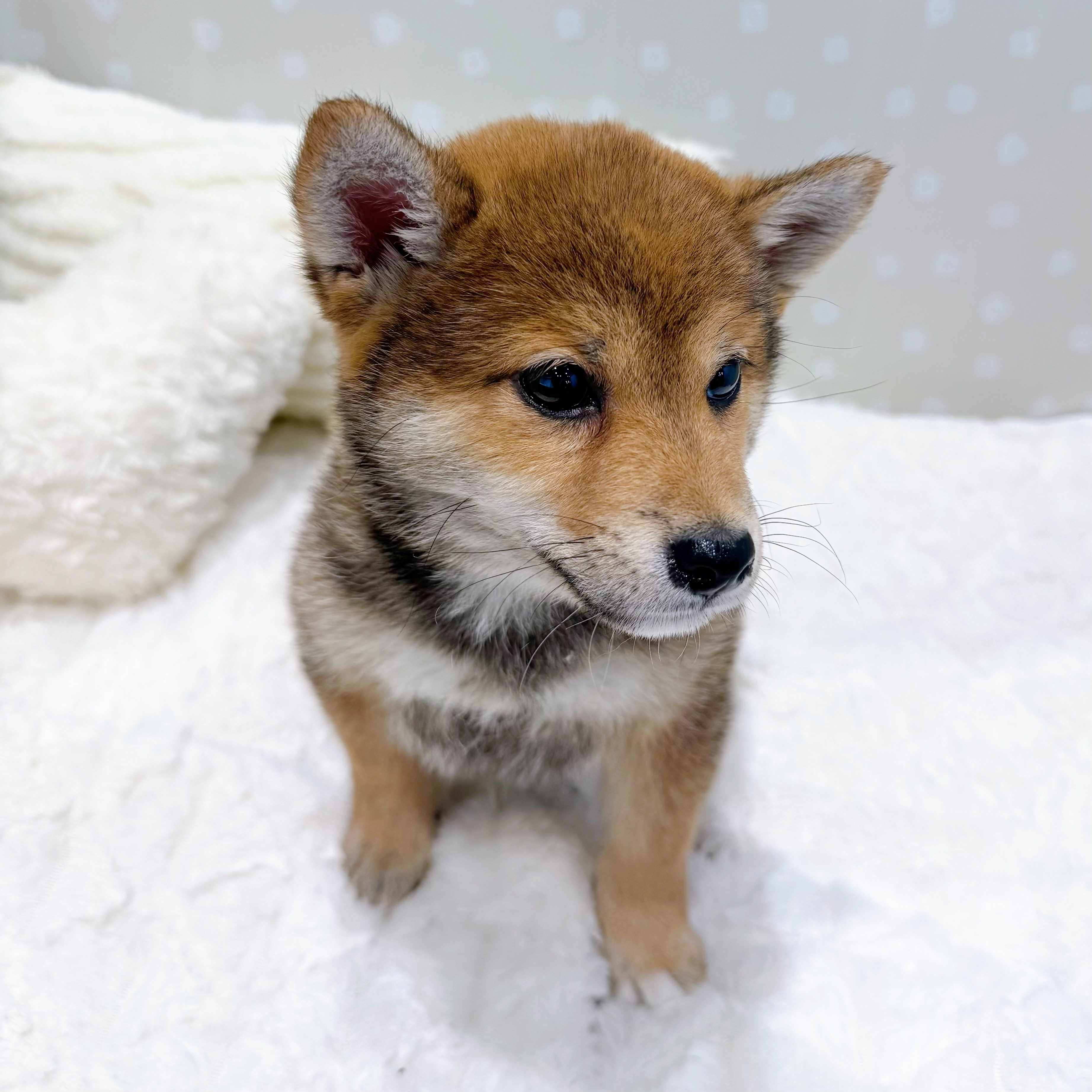 愛知県の豆柴 (犬の家＆猫の里安城店/2026年3月3日生まれ/女の子/赤)の子犬の3枚目の画像