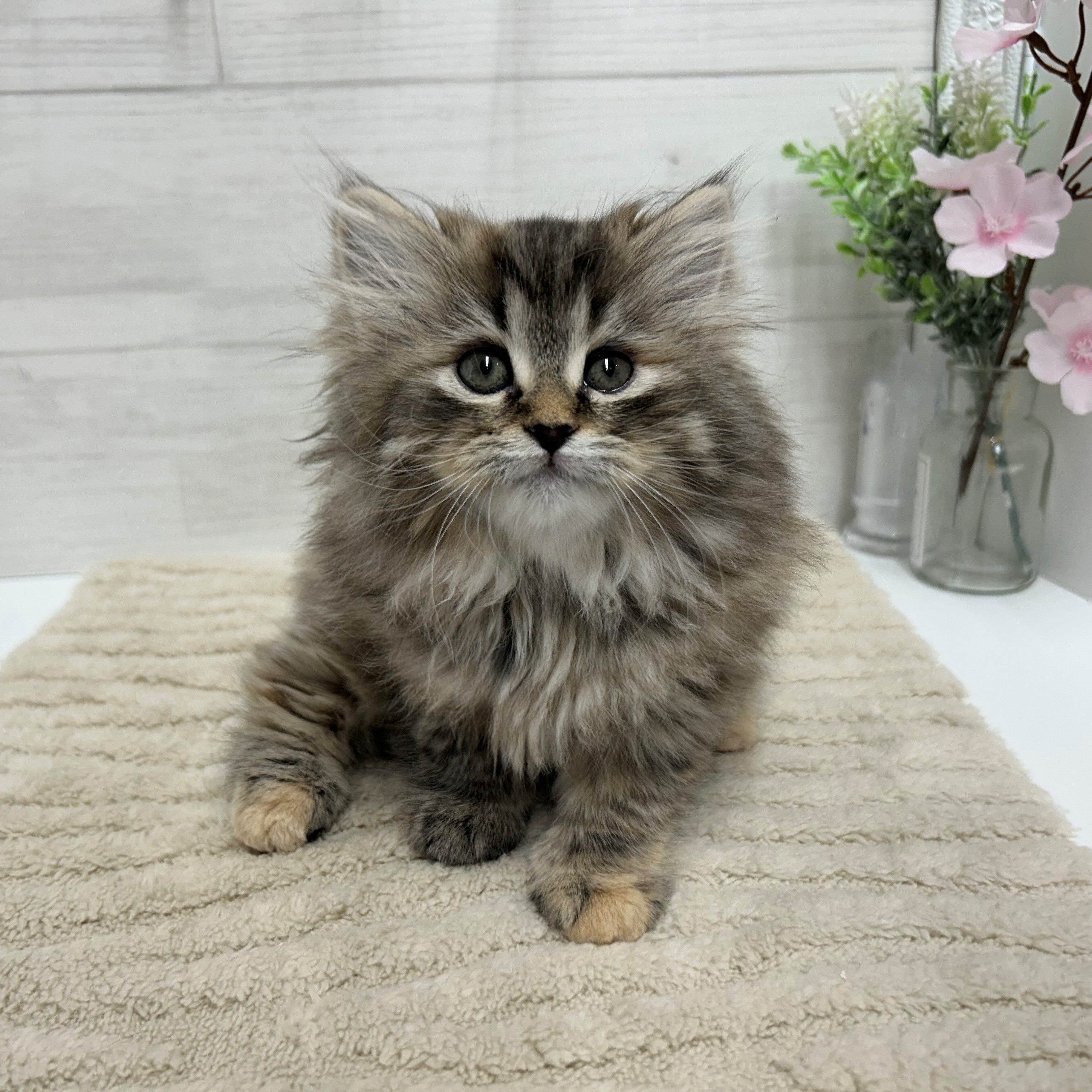 神奈川県のサイベリアン (犬の家＆猫の里相模原店/2026年2月27日生まれ/女の子/ブラウンマッカレルタビー)の子猫の3枚目の画像