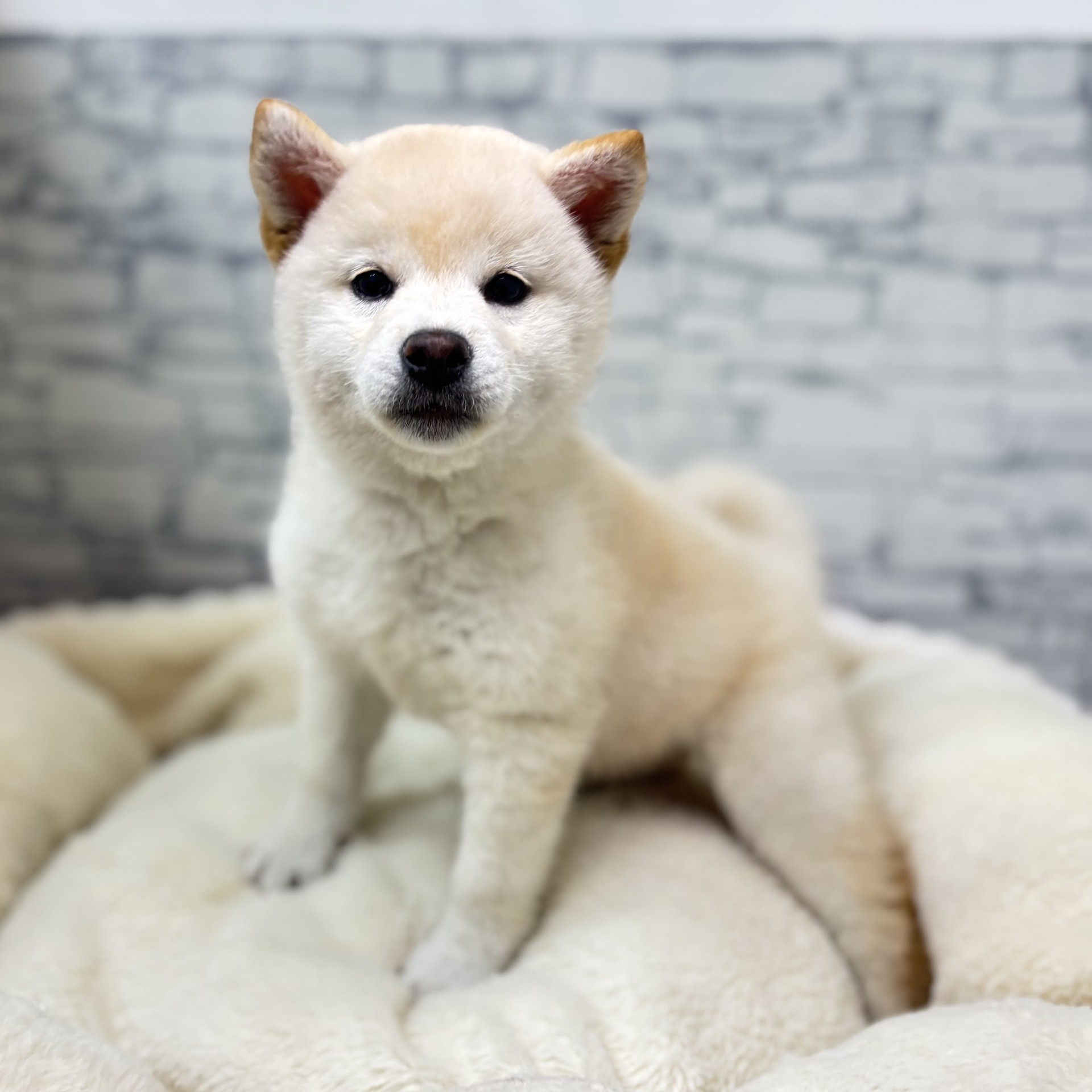 長野県の柴犬(標準サイズ) (犬の家＆猫の里長野店/2026年3月1日生まれ/女の子/白)の子犬の3枚目の画像