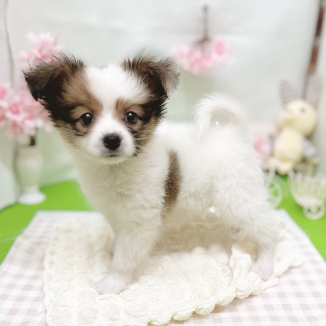 静岡県のパピヨン (犬の家＆猫の里藤枝店/2026年3月3日生まれ/男の子/ホワイトブラウン)の子犬の3枚目の画像