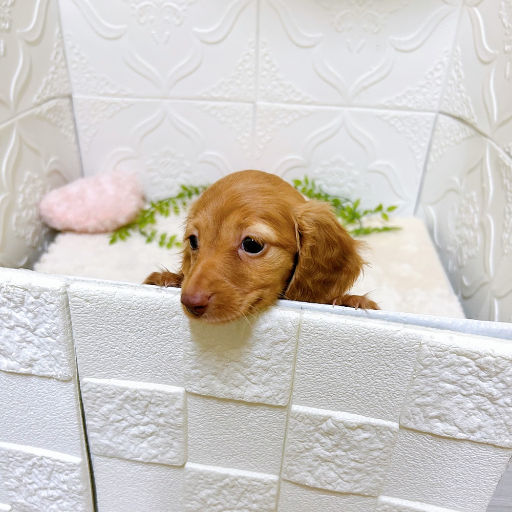 愛知県のカニンヘンダックスフンド(ロング) (犬の家＆猫の里岡崎店/2026年2月28日生まれ/女の子/ゴールド)の子犬の3枚目の画像