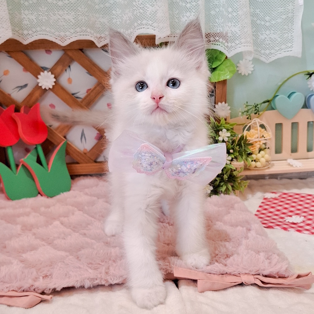 静岡県のラグドール (犬の家＆猫の里富士店/2026年3月3日生まれ/男の子/ブルーポイントバイカラー)の子猫の3枚目の画像