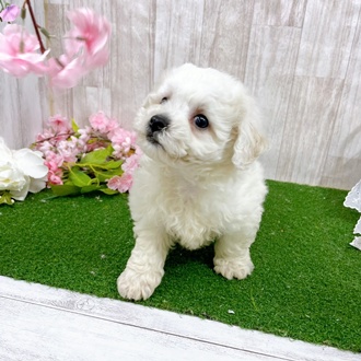 神奈川県のビションフリーゼ (犬の家＆猫の里小田原店/2026年3月3日生まれ/男の子/ホワイト)の子犬の3枚目の画像