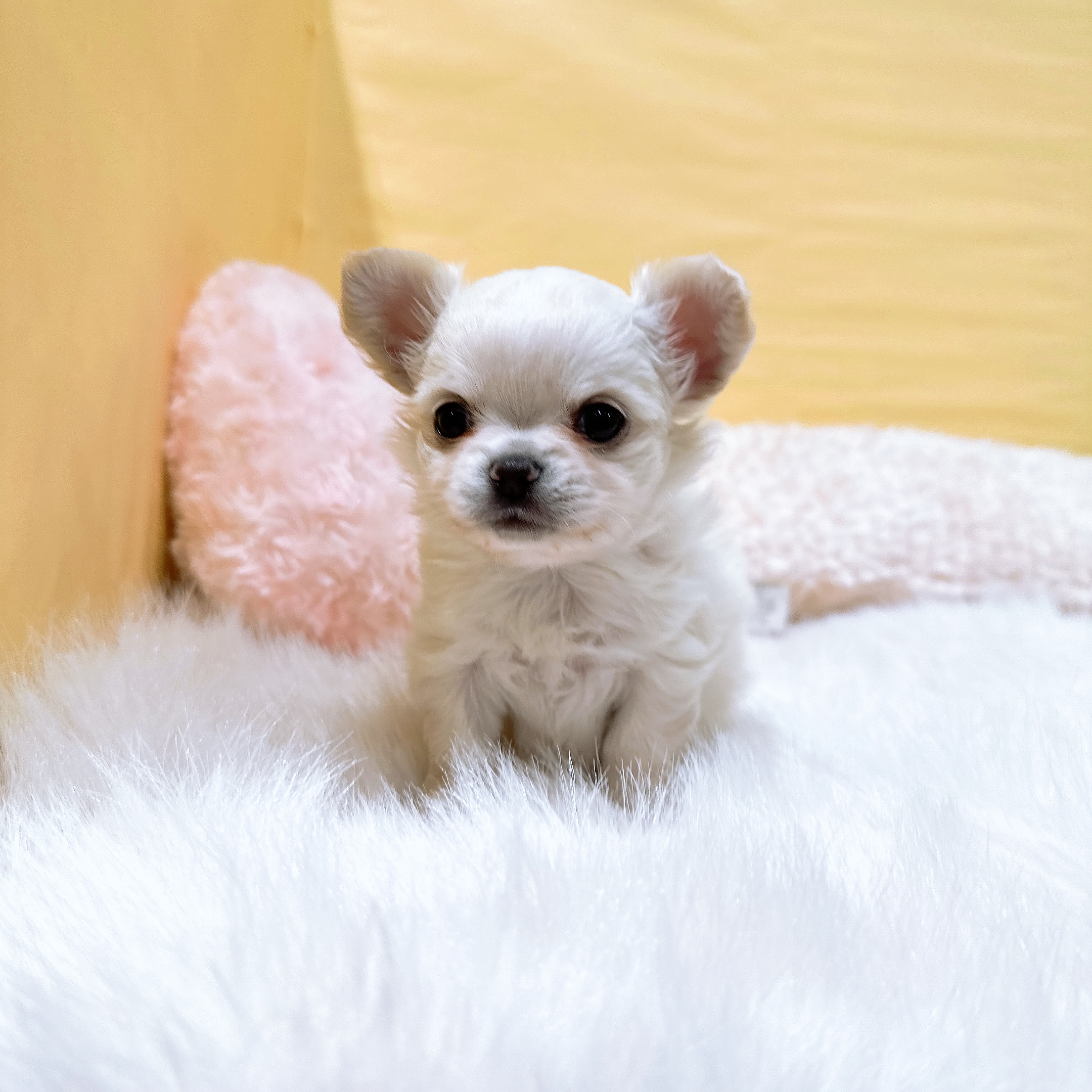 神奈川県のチワワ(ロング) (犬の家＆猫の里元住吉ブレーメン通り店/2026年3月2日生まれ/女の子/クリーム)の子犬の3枚目の画像