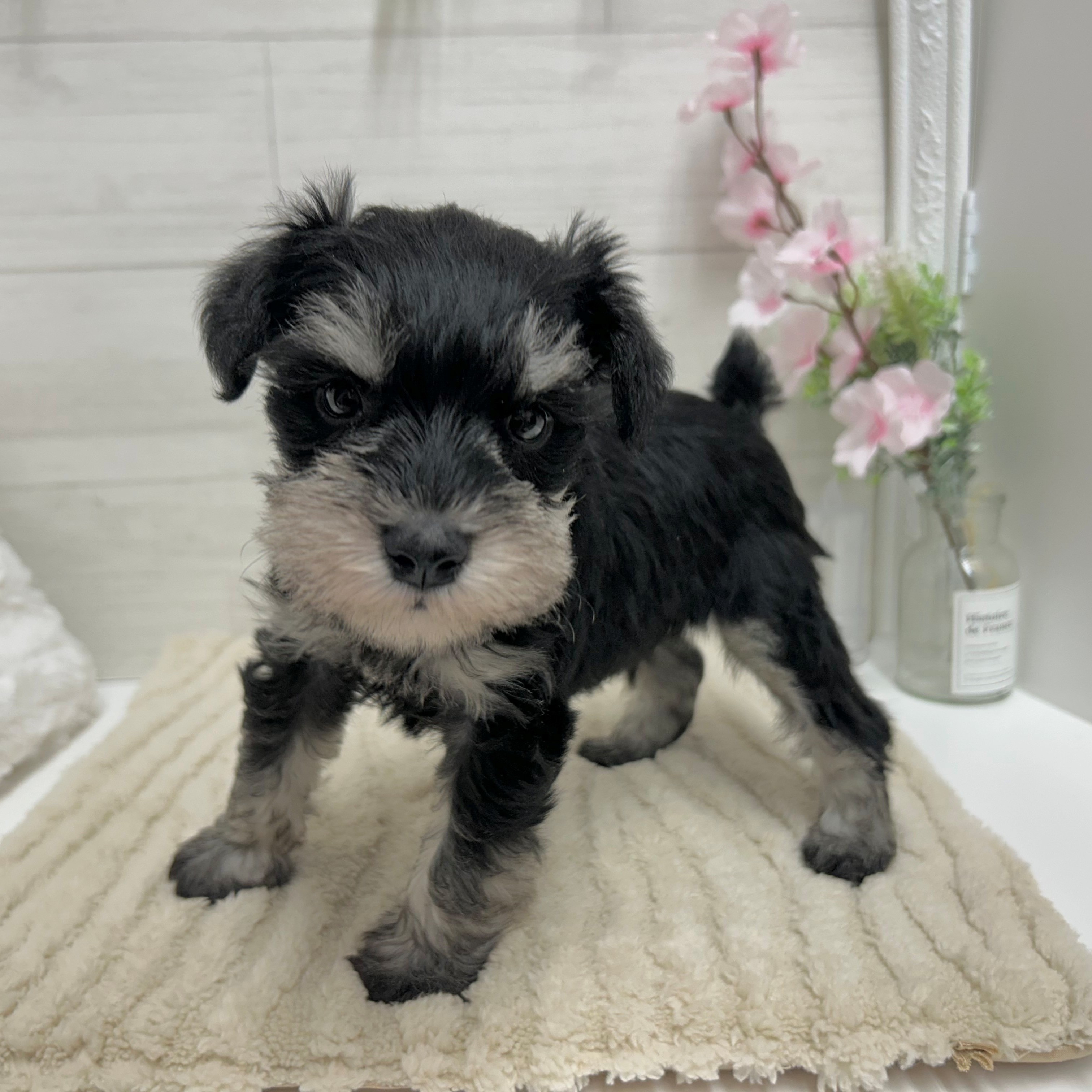 神奈川県のミニチュアシュナウザー (犬の家＆猫の里相模原店/2026年3月2日生まれ/男の子/ブラックシルバー)の子犬の3枚目の画像