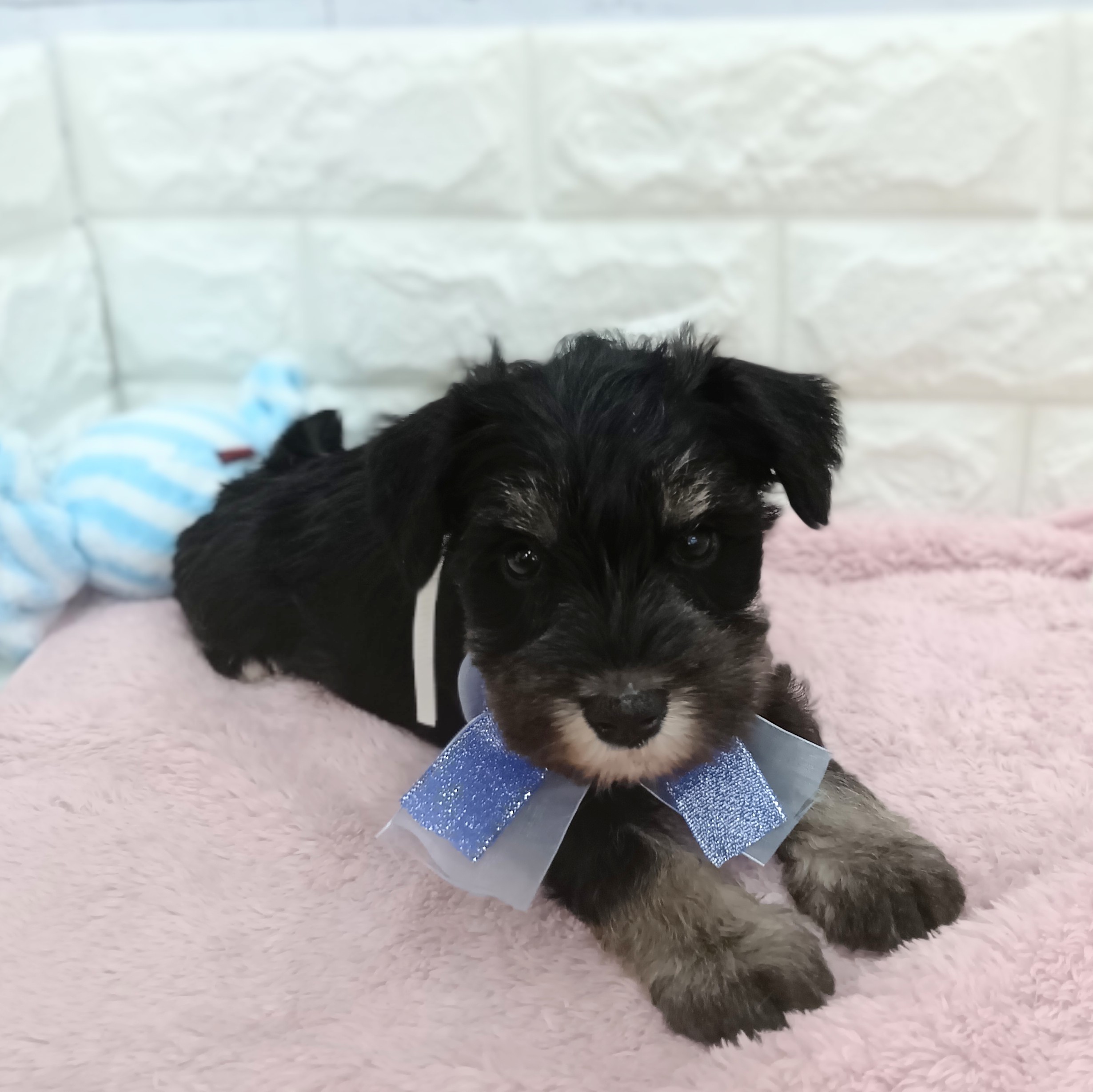 静岡県のミニチュアシュナウザー (犬の家＆猫の里アミーゴ浜松和田店/2026年3月2日生まれ/男の子/ブラックシルバー)の子犬の3枚目の画像