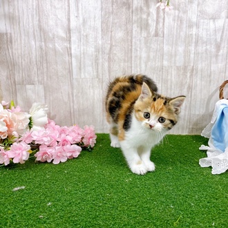 神奈川県のミヌエット (犬の家＆猫の里小田原店/2026年3月3日生まれ/女の子/キャリコ)の子猫の3枚目の画像