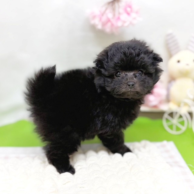 静岡県のポメプー(ポメラニアン×プードル) (犬の家＆猫の里藤枝店/2026年3月2日生まれ/男の子/ブラック)の子犬の3枚目の画像