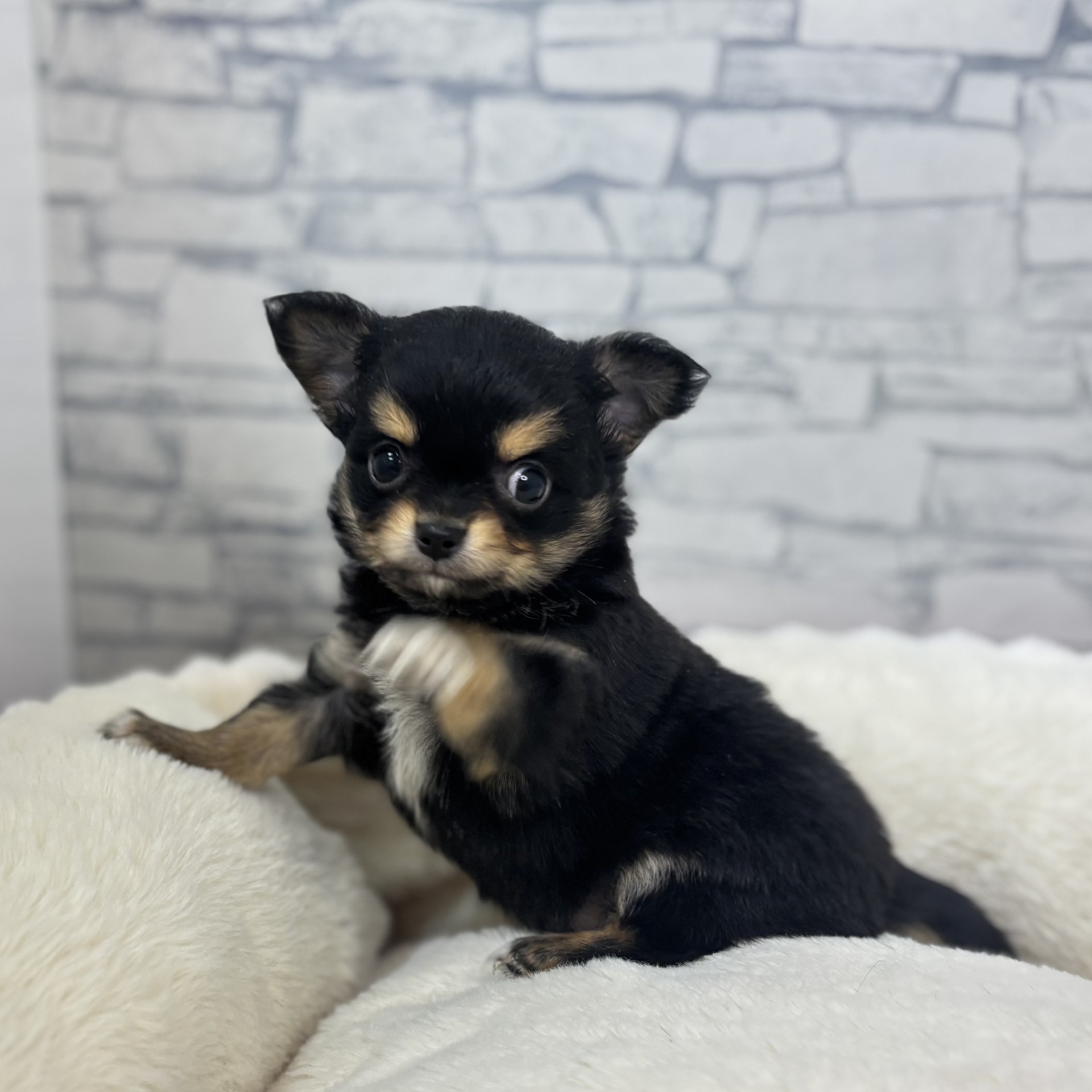 長野県のチワワ(ロング) (犬の家＆猫の里長野店/2026年3月1日生まれ/男の子/ブラックタン)の子犬の3枚目の画像