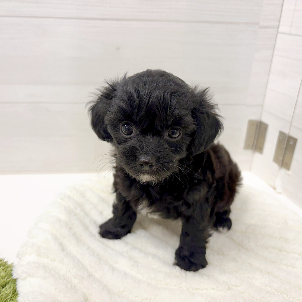 石川県のチワプー/プーチー(チワワ×プードル) (犬の家＆猫の里アミーゴ金沢おこばた店/2026年3月1日生まれ/男の子/ブラックホワイト)の子犬の3枚目の画像