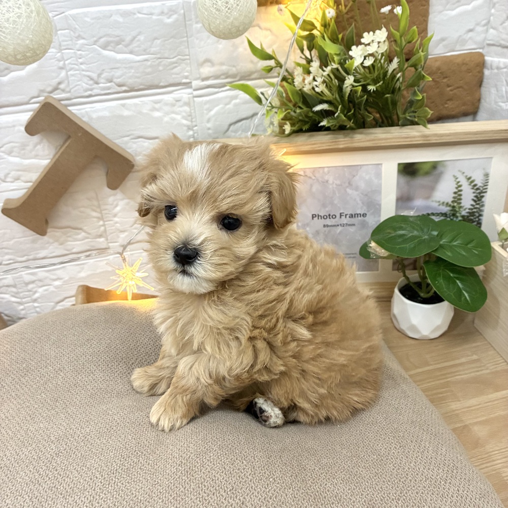 千葉県のマルプー(マルチーズ×プードル) (犬の家＆猫の里ワンズモール稲毛店/2026年3月2日生まれ/女の子/アプリコットホワイト)の子犬の3枚目の画像