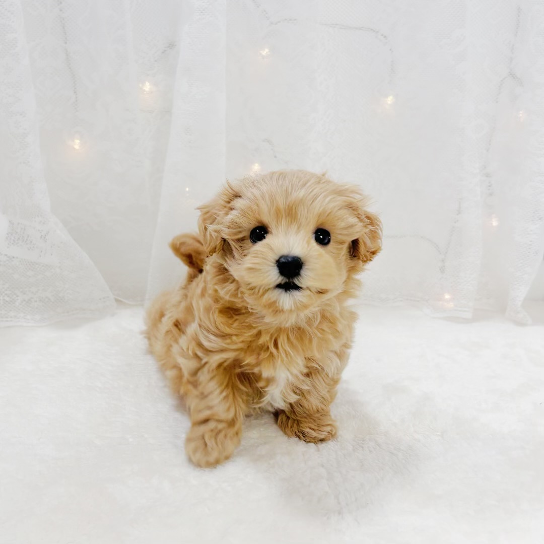 千葉県のマルプー(マルチーズ×プードル) (犬の家＆猫の里BIGHOPガーデンモール印西店/2026年3月2日生まれ/男の子/アプリコットホワイト)の子犬の3枚目の画像