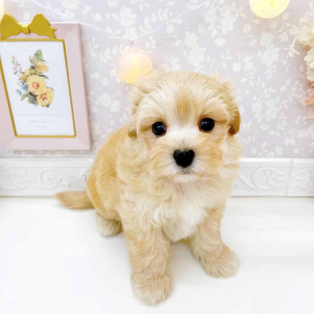 富山県のマルプー(マルチーズ×プードル) (犬の家＆猫の里富山店/2026年3月1日生まれ/男の子/アプリコット)の子犬の3枚目の画像