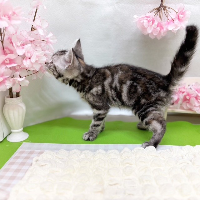 静岡県のアメリカンショートヘアー (犬の家＆猫の里藤枝店/2026年2月26日生まれ/女の子/シルバーパッチドタビー)の子猫の3枚目の画像